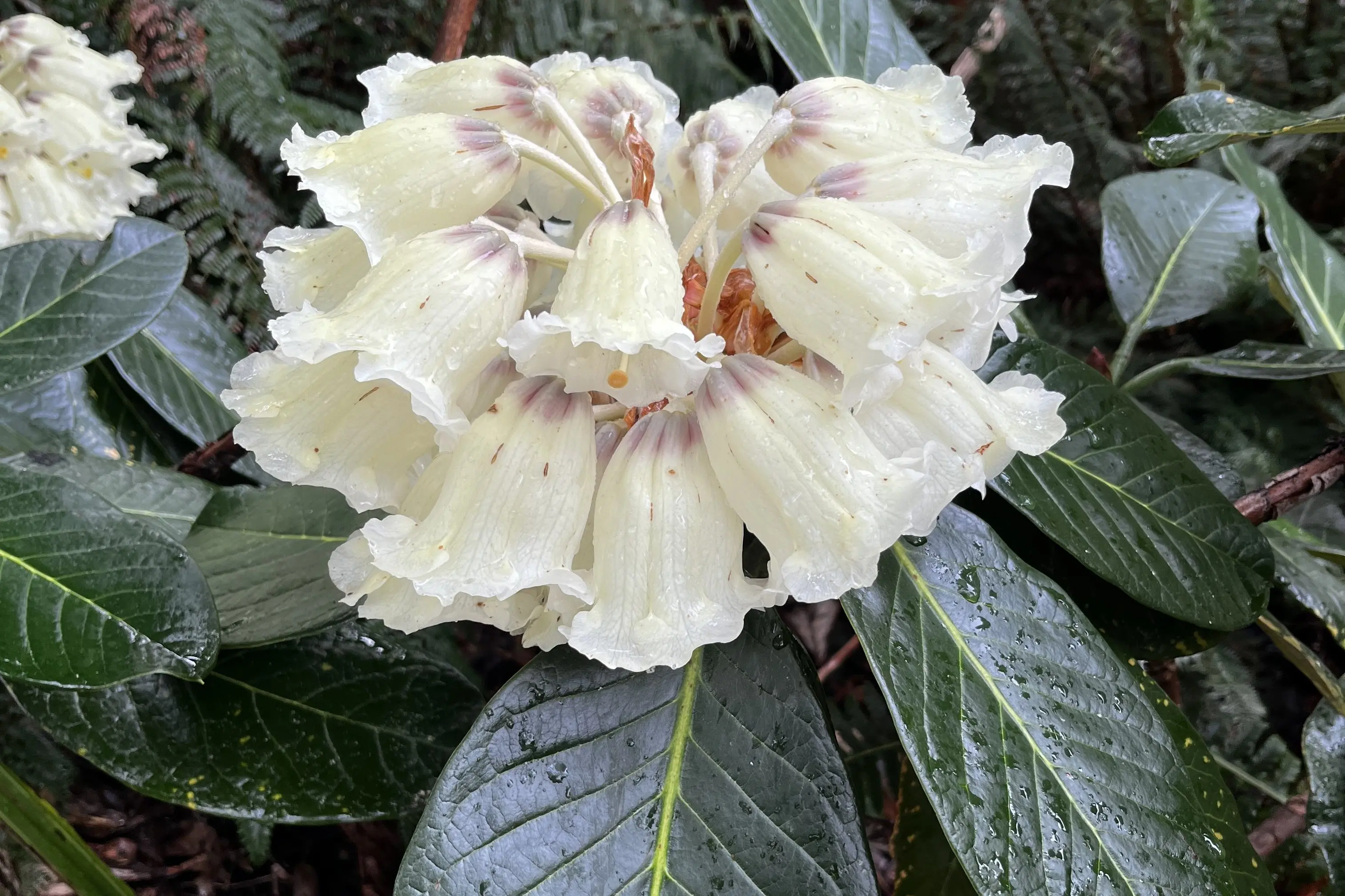 Garden Life: Rhododendrons’ beauty and adaptability helps them spread worldwide