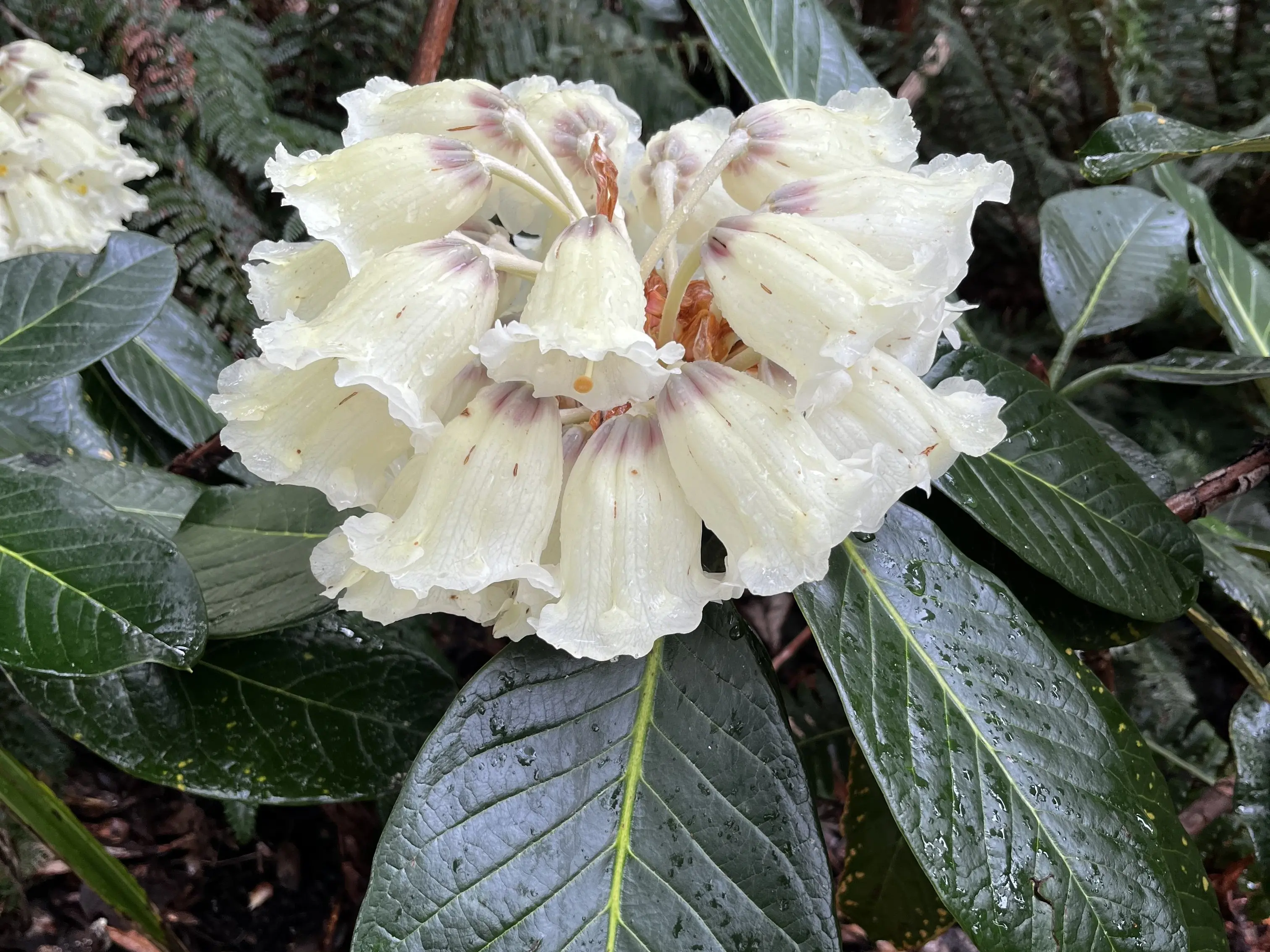 Garden Life: Rhododendrons’ beauty and adaptability helps them spread worldwide
