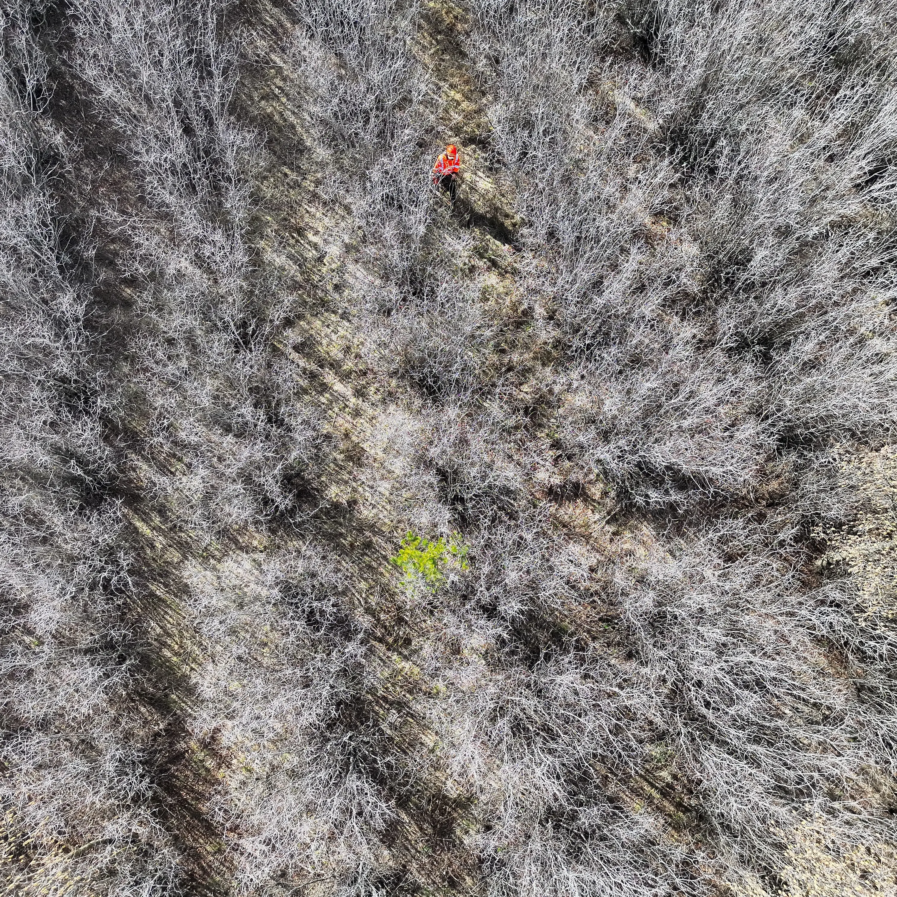 Drones protecting landscape from invasion
