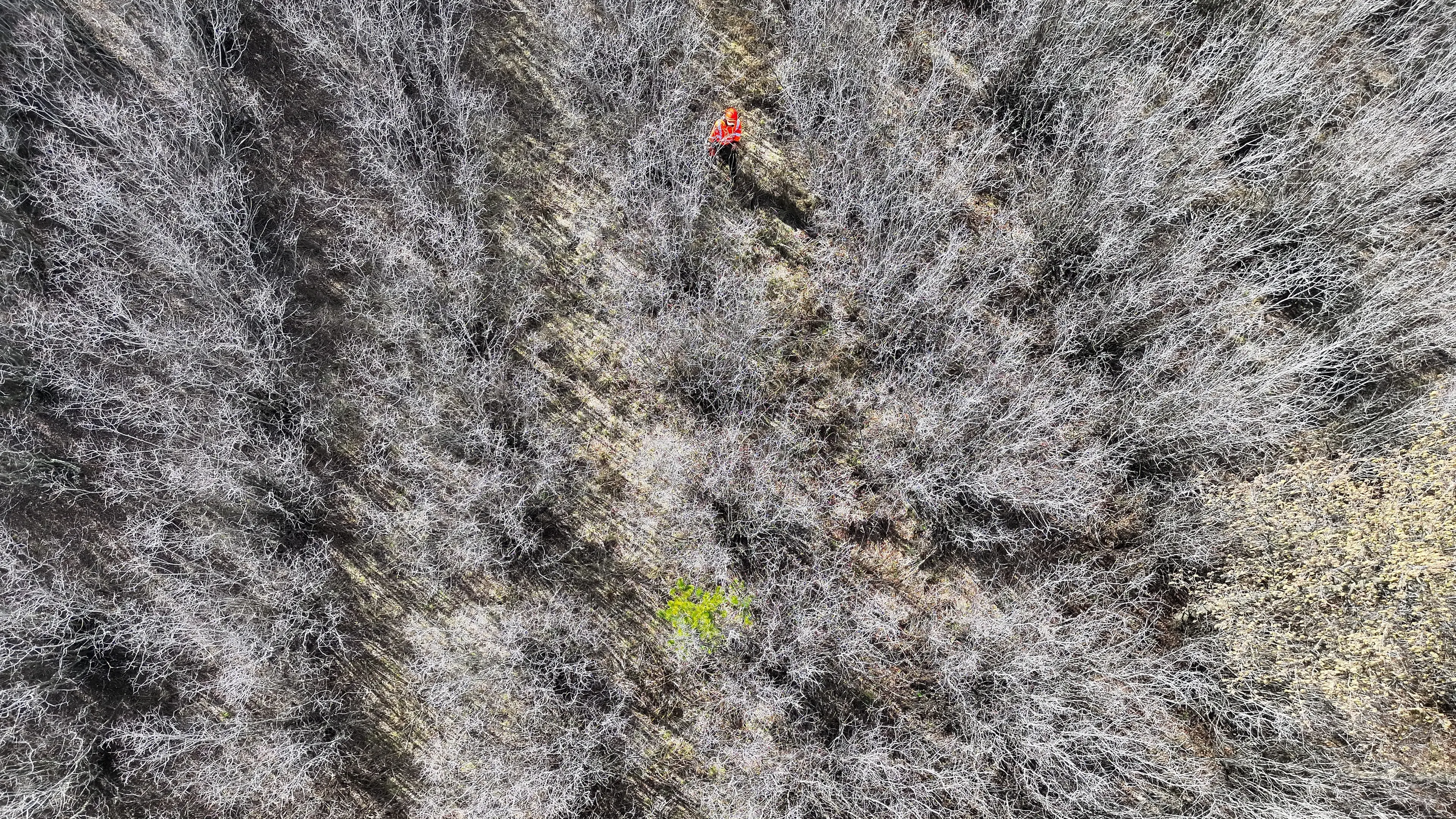 Drones protecting landscape from invasion