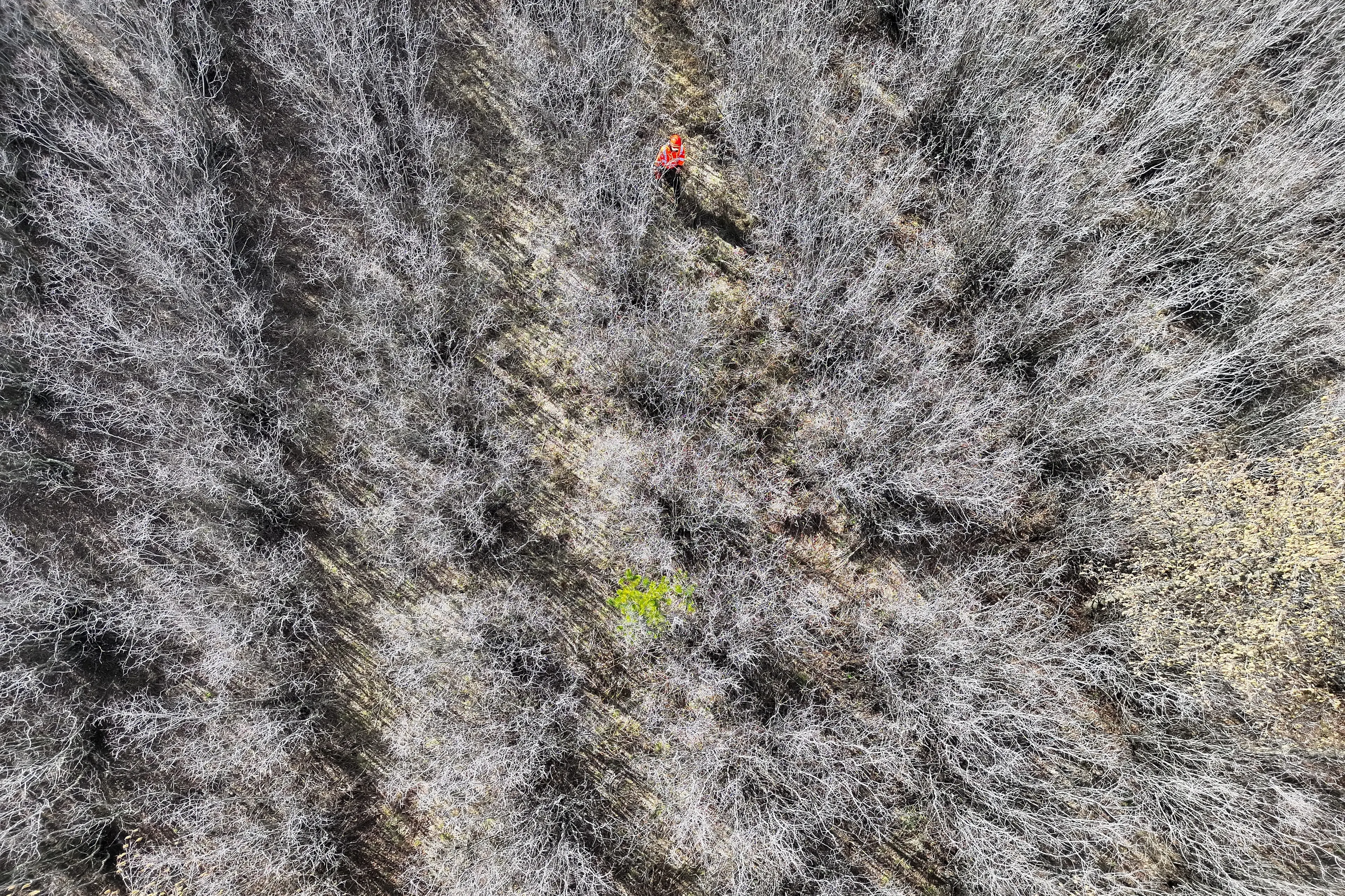 Drone imagery is helping wilding pine crews find the last scattered trees near Tekapo River, including the solitary pine visible near the centre of this image. Photo: Trap and Trigger