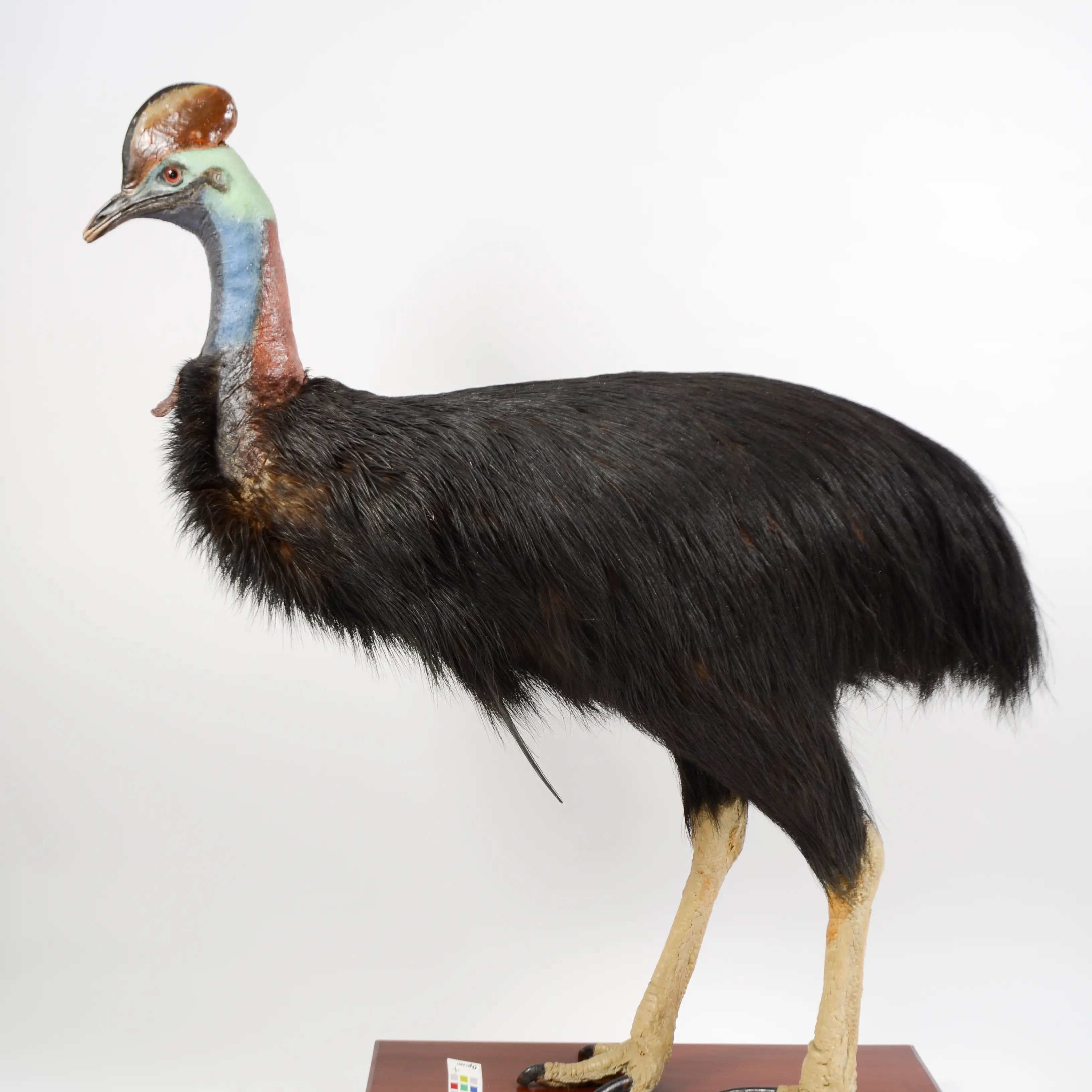 The curious crest of the cassowary