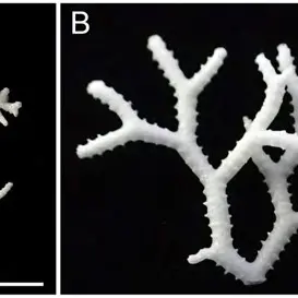 Hornerids: our overlooked tiny taonga