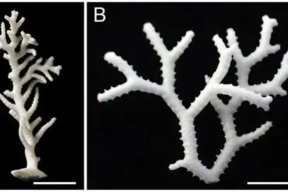Hornerids: our overlooked tiny taonga