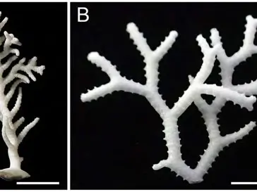 Hornerids: our overlooked tiny taonga