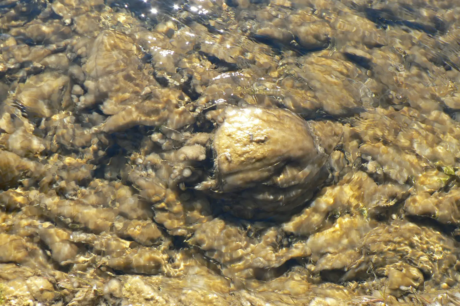Didymo found in a river. PHOTO: SJAAN BOWIE