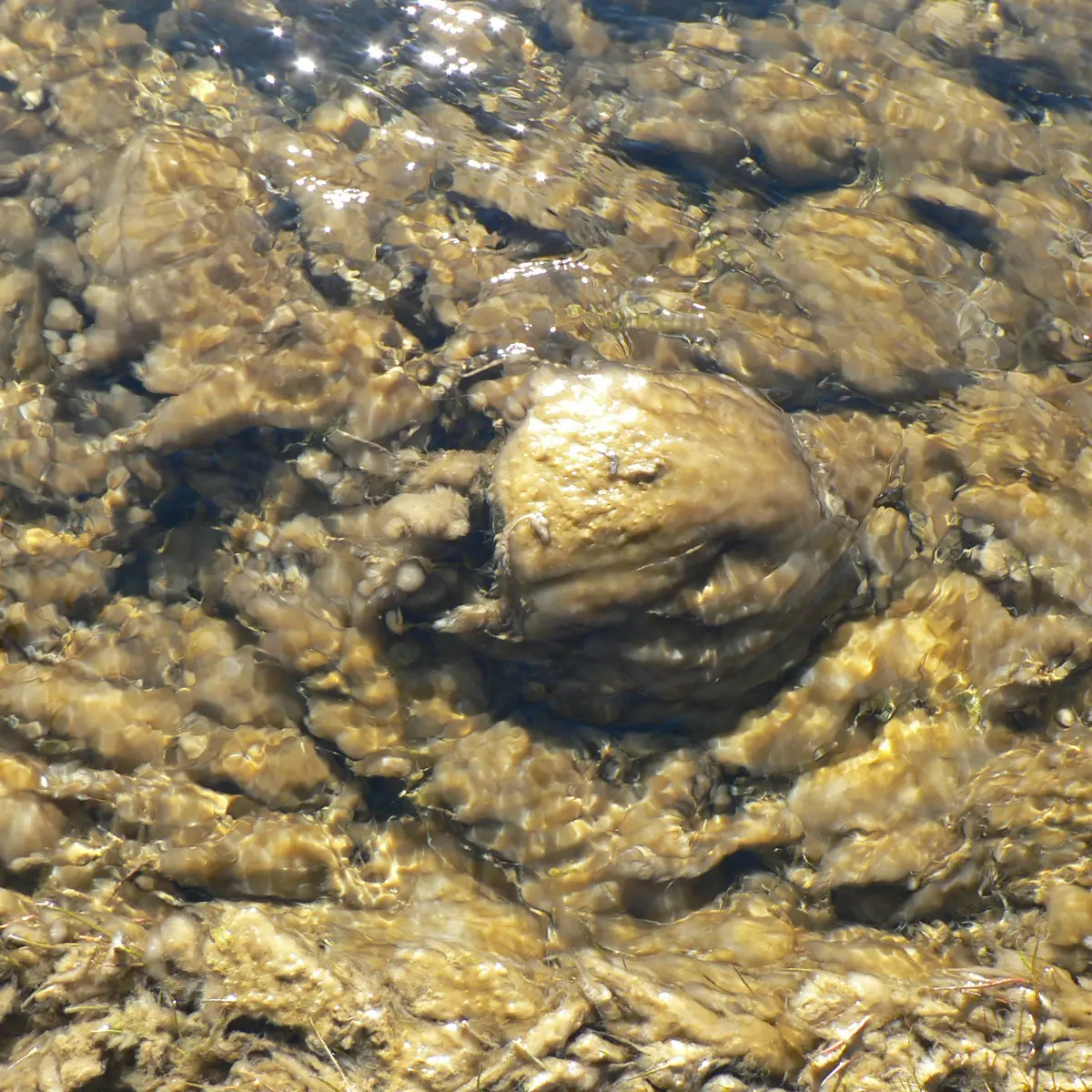 Didymo found in remote Fiordland river