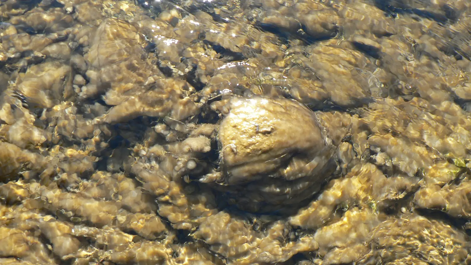 Didymo found in remote Fiordland river