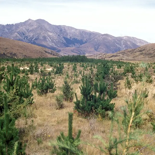 Drones prune control costs by making light work of tracking stray wilding pines