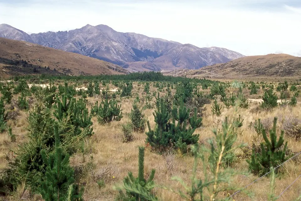 Drones prune control costs by making light work of tracking stray wilding pines