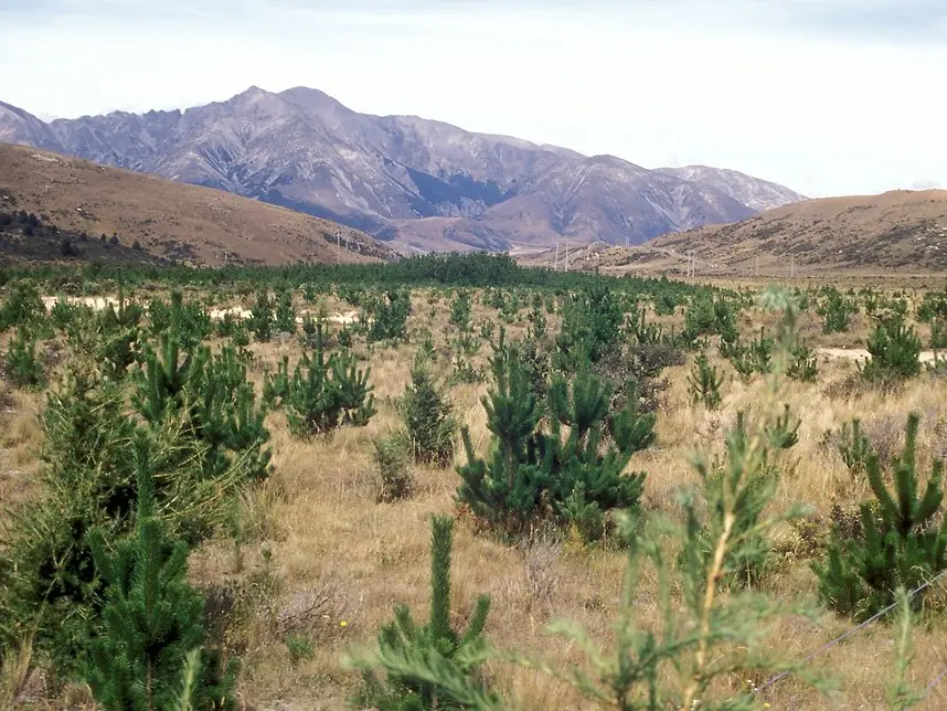 Drones prune control costs by making light work of tracking stray wilding pines