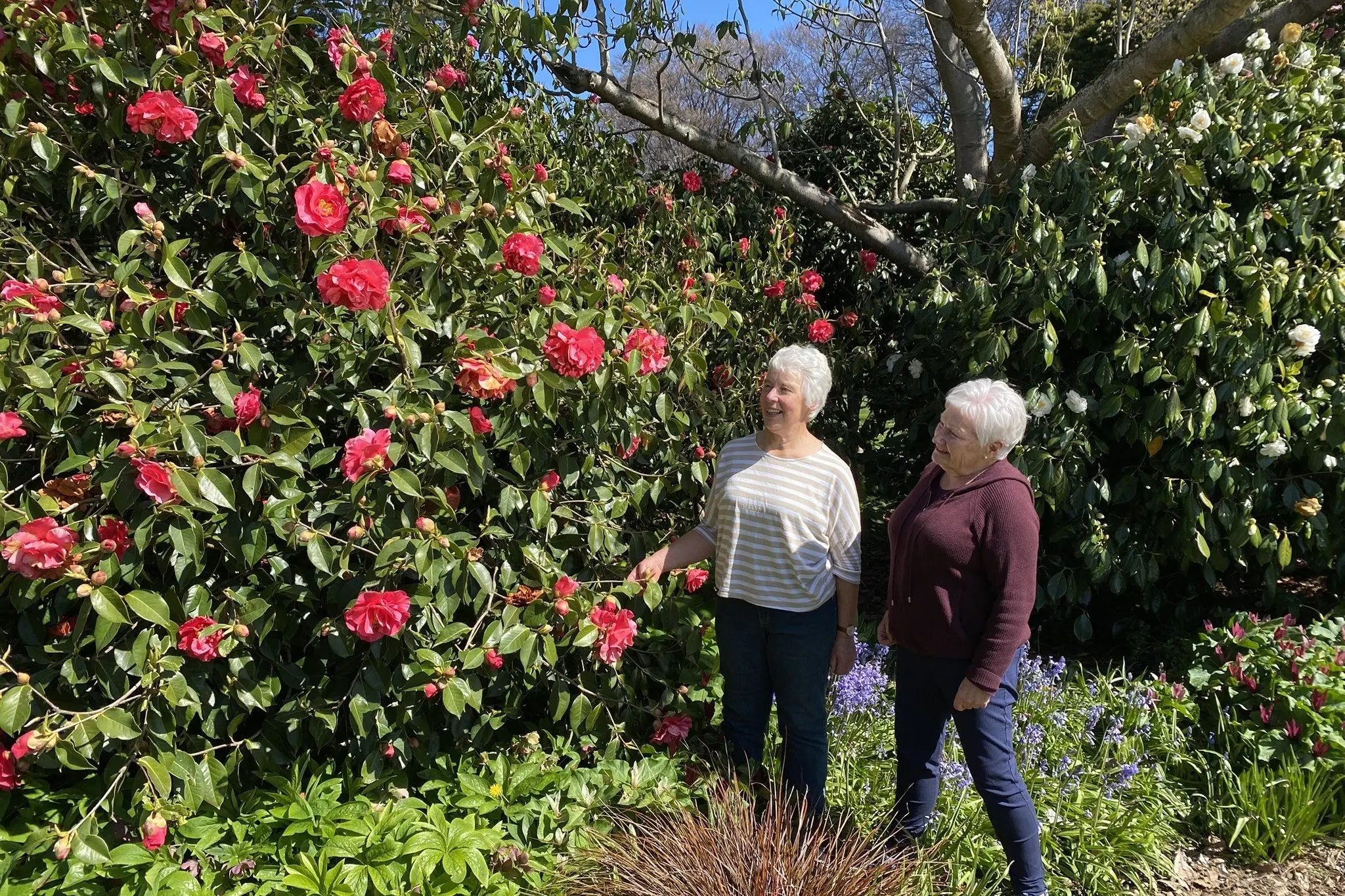 Friends of Dunedin Botanic Garden president Jocelyn Livesey (left) and secretary Sue Lambie admire the spring display at Dunedin Botanic Garden ahead of the annual Rhododendron Day plant sale on October 18. Photo: Brenda Harwood