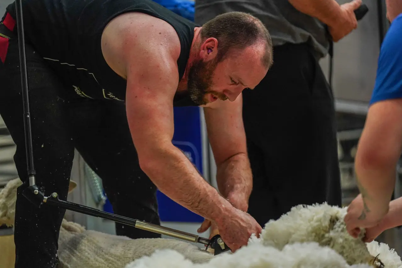 Duncan Leslie competes in the open shearing final at the New Zealand merino shears in Alexandra. Photo: Barbara Newton