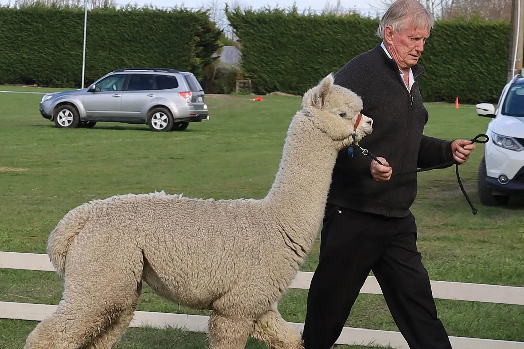 Winner . . . Kit Johnson, of Kaiapoi, with his supreme champion huacaya alpaca, Silverstream X-Factor, at last year\\'s National Alpaca Expo held at the Rangiora Showgrounds. Photo: File