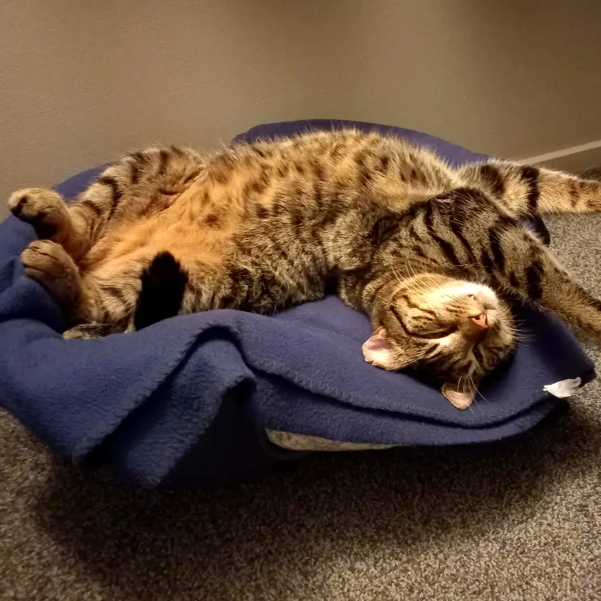 Star Pets: Tinker