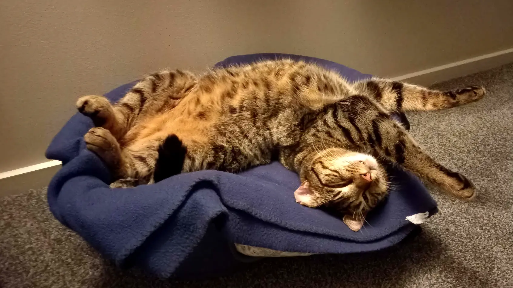 Star Pets: Tinker
