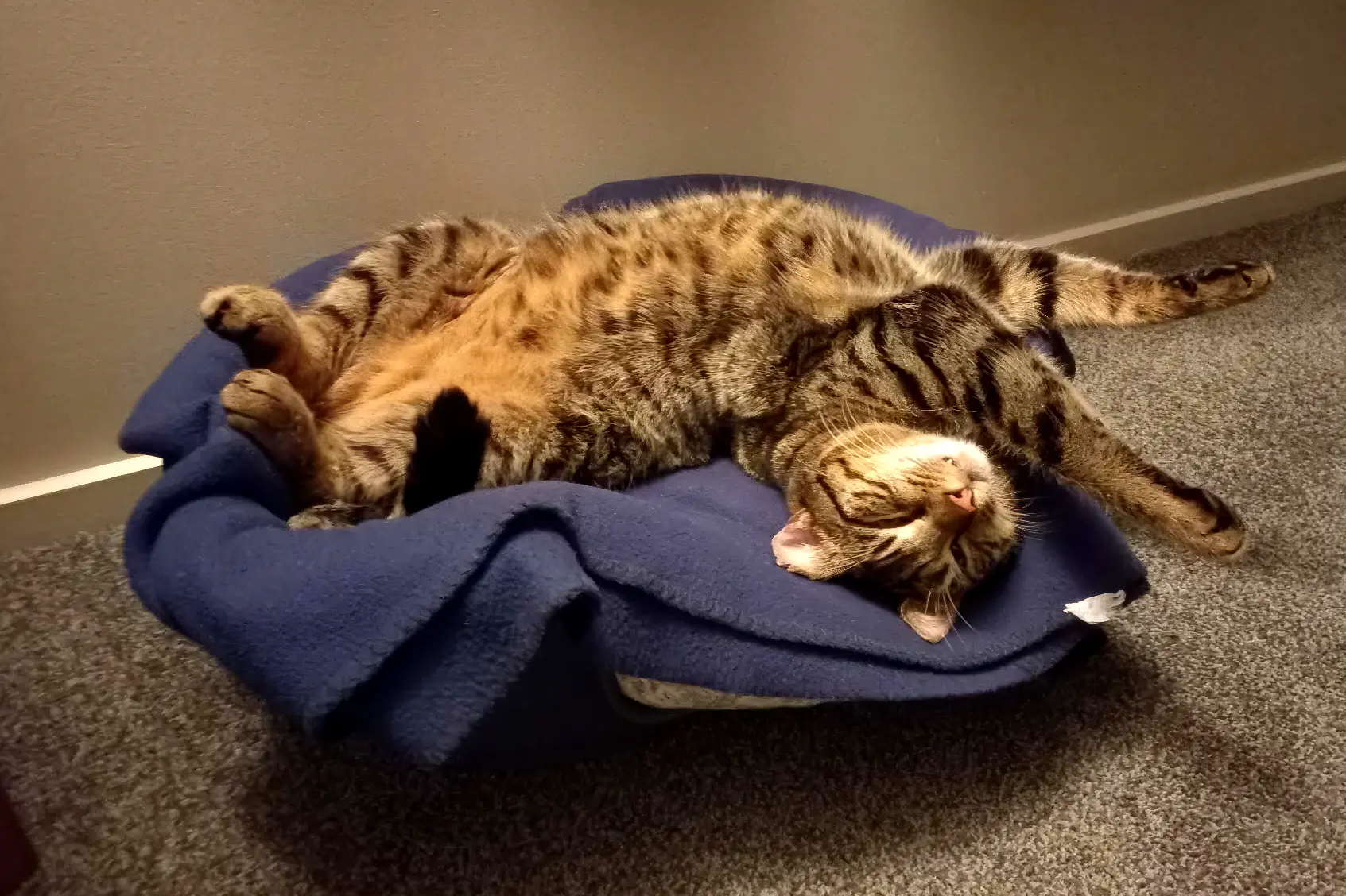 Caroline Hunter\\'s cat Tinker is a much-loved SPCA rescue. Photo: Supplied