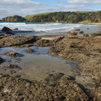 Ban on taking sea life from Auckland, Coromandel coastlines