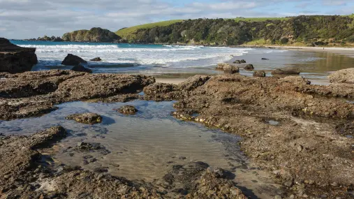 Ban on taking sea life from Auckland, Coromandel coastlines