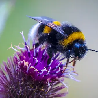 Birds and bees to replace famous Britons on banknotes