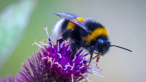 Birds and bees to replace famous Britons on banknotes