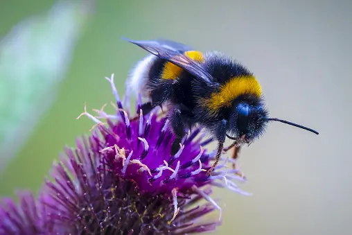 The buff-tailed bumblebee was the most popular creature from a list the public could vote for. Photo: Getty Images
