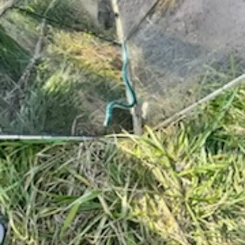 Young fisherman catches and releases rare native fish