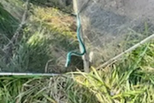 Rare catch . . . A kanakana (lamprey) caught in a whitebait net on the Ashley River recently by young fisherman Archie Day, and his grandfather, Graham Day. They returned it to the river. Photo: Supplied