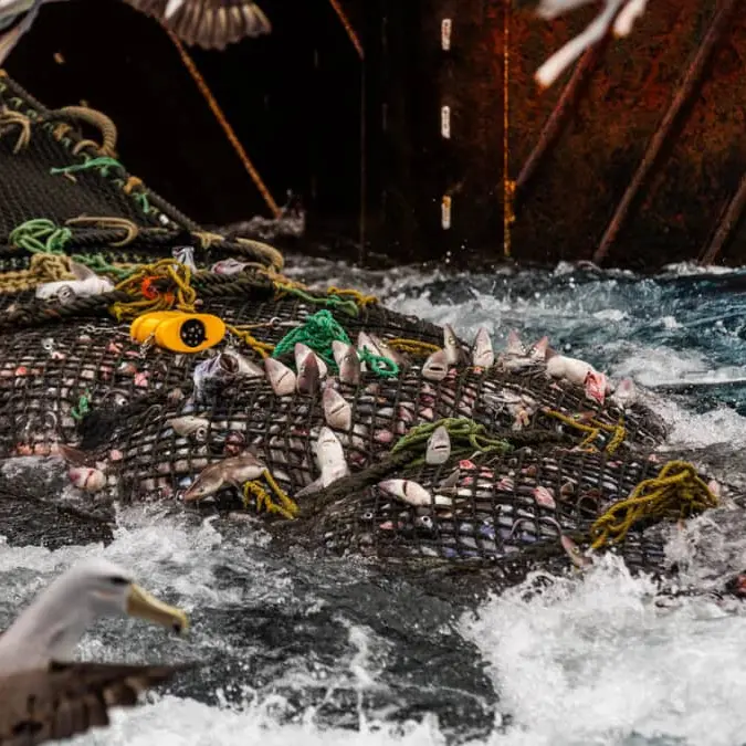 Bottom trawling could be important issue post-election