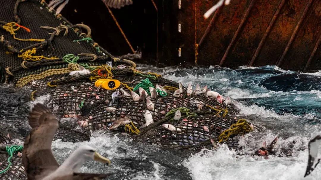 Bottom trawling could be important issue post-election
