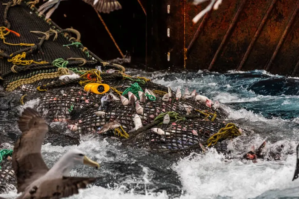 Bottom trawling involves dragging nets just above or along the ocean floor. Photo: Wikipedia Commons