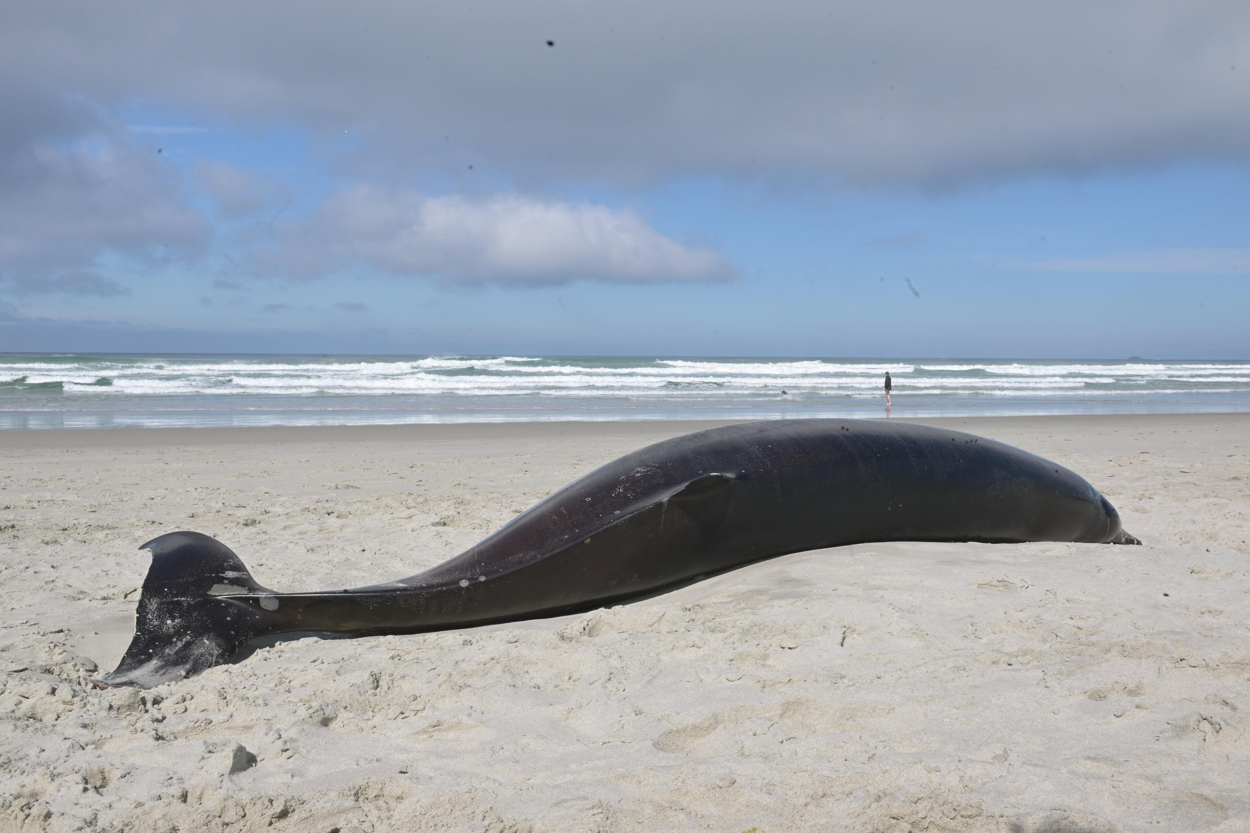 Two beaked whales beached and deceased on Dunedin beaches