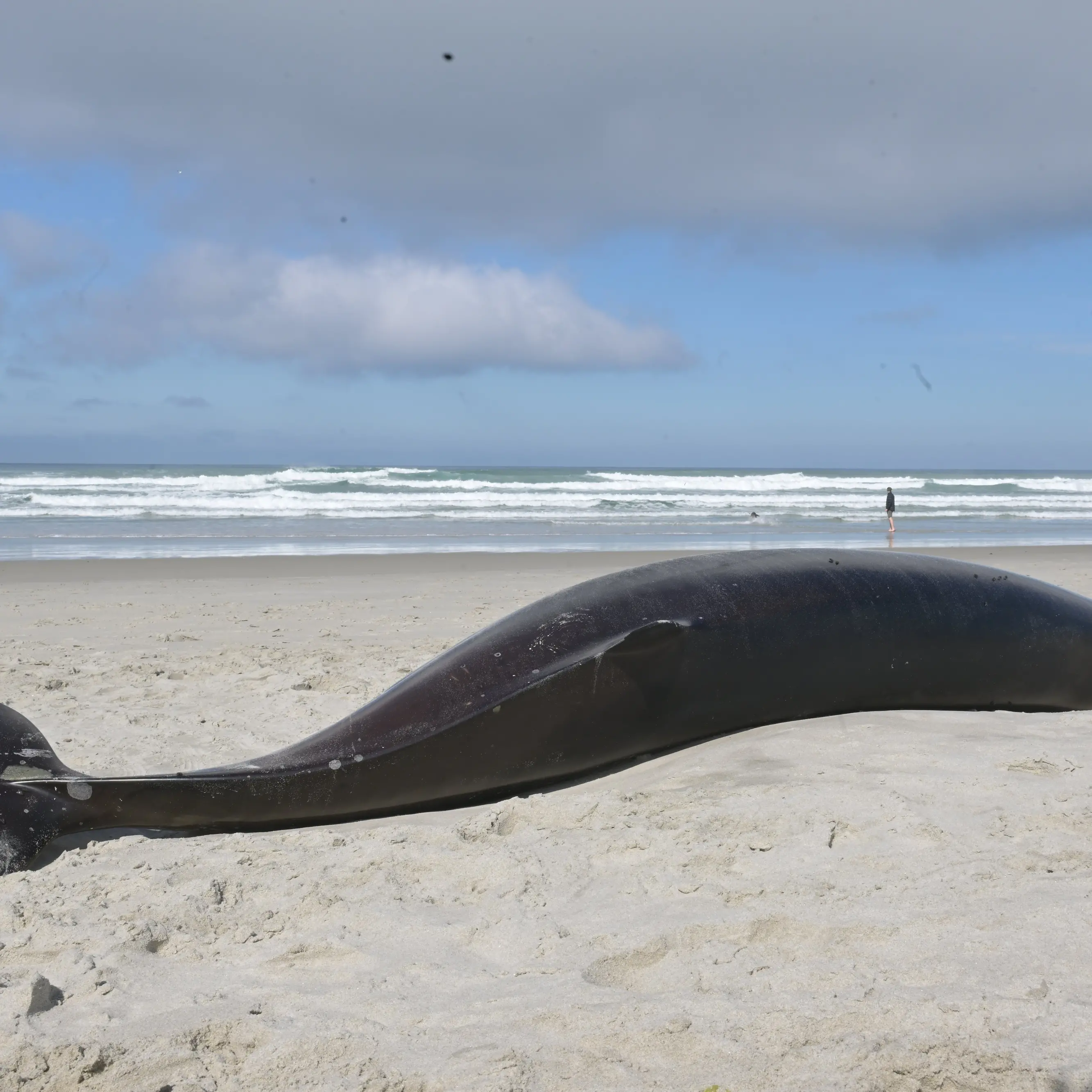 Two beaked whales beached and deceased on Dunedin beaches