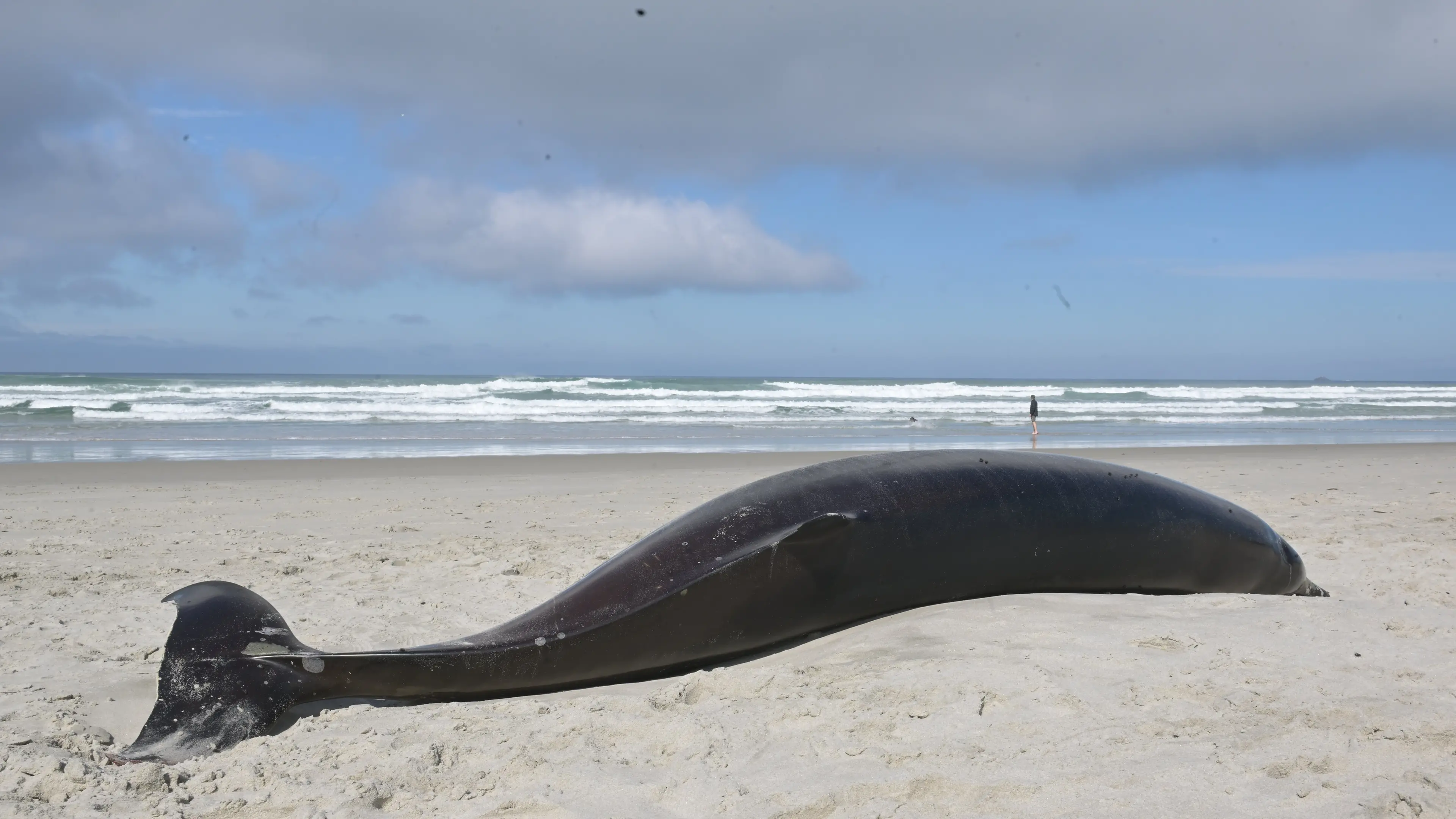 Two beaked whales beached and deceased on Dunedin beaches