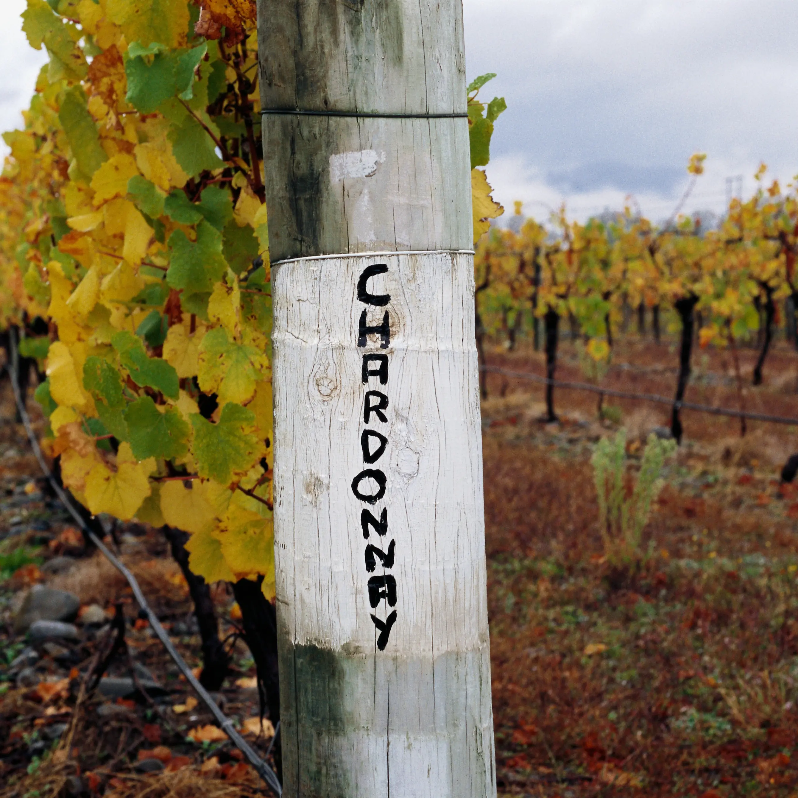 New Zealand Chardonnays fit for seat at the table
