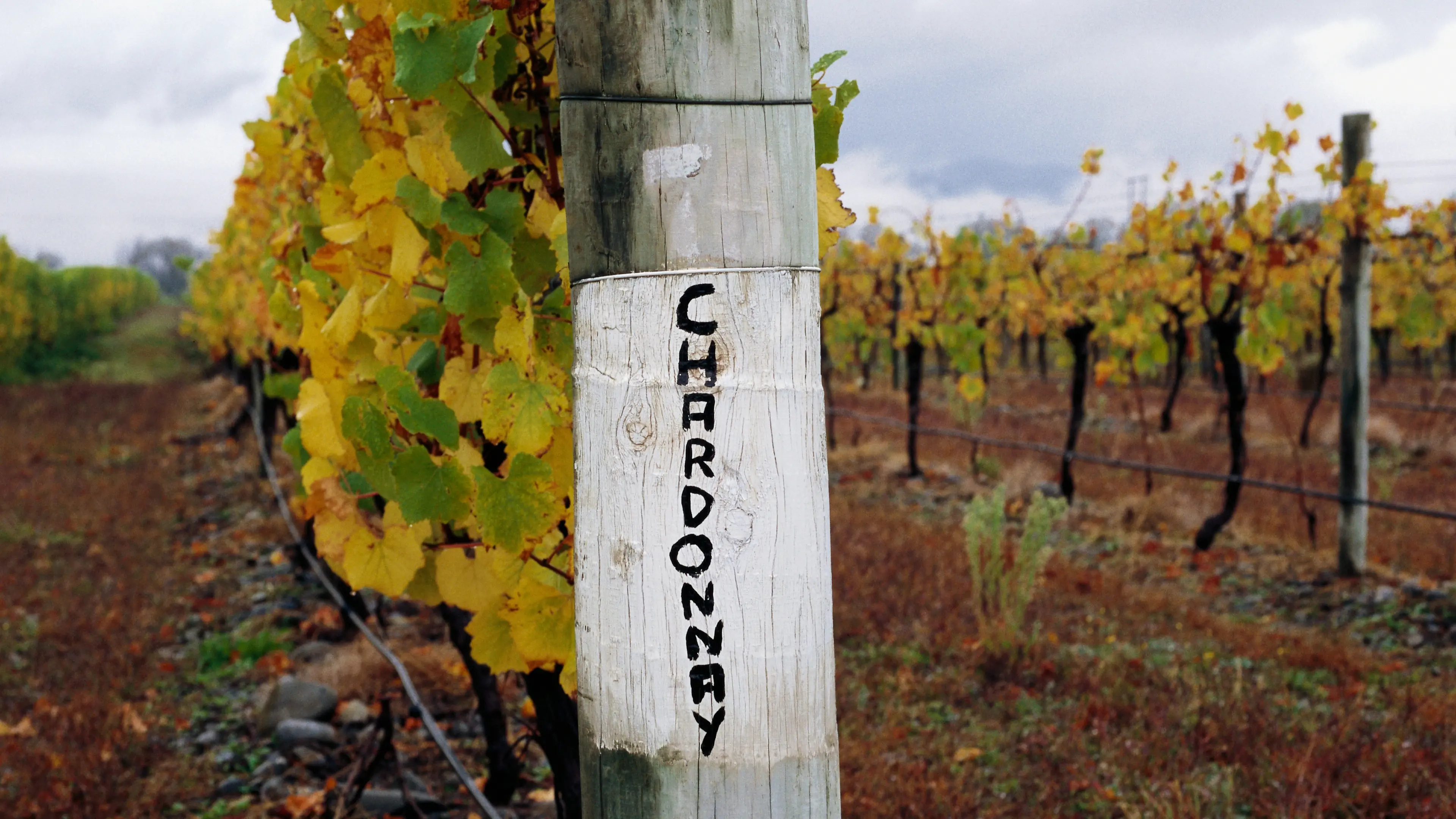 New Zealand Chardonnays fit for seat at the table