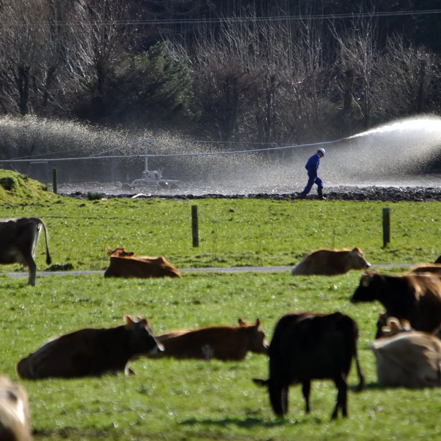 Effluent management key focus of farm audits
