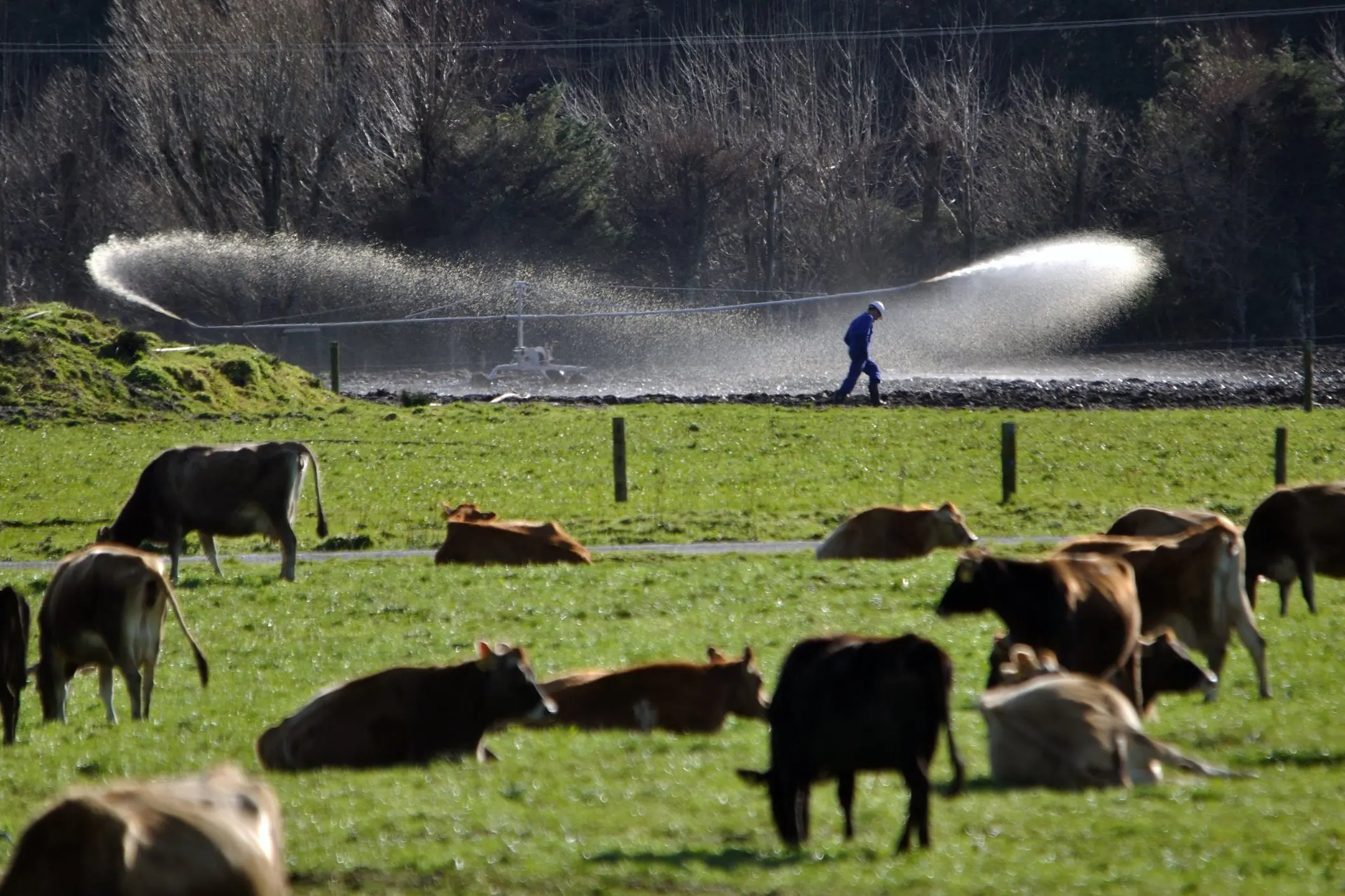 Dairy effluent will be a focus of upcoming ORC farm inspections. Photo: GettyImages