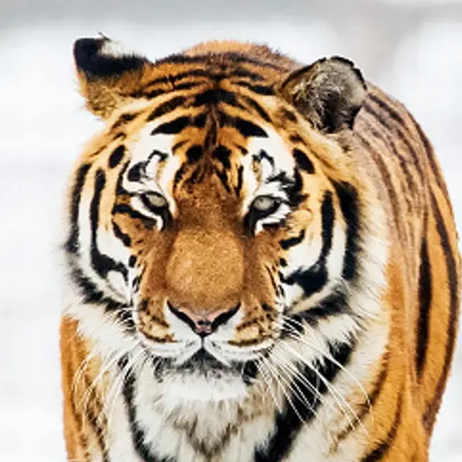 Man dies after entering tiger enclosure at Yorkshire zoo