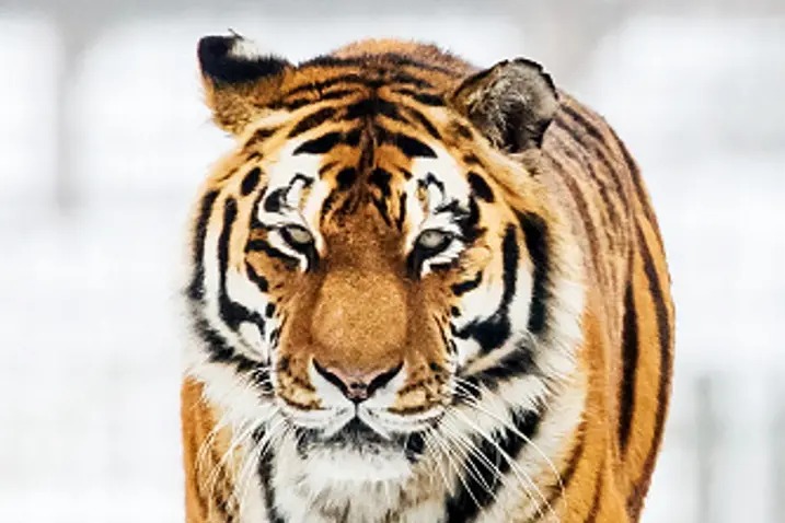 Man dies after entering tiger enclosure at Yorkshire zoo