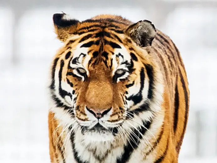 Man dies after entering tiger enclosure at Yorkshire zoo