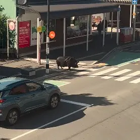 Why did the pig cross the road?