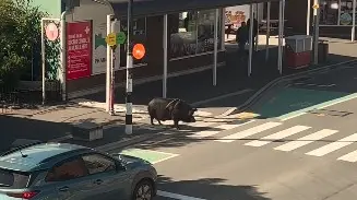 Why did the pig cross the road?