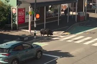 Why did the pig cross the road?