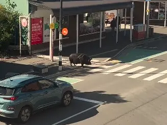 Why did the pig cross the road?