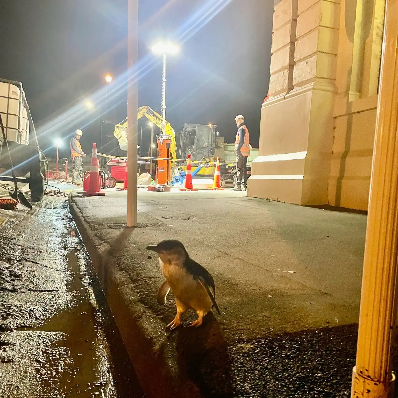 Little penguin spotted near Waitaki council water replacement works