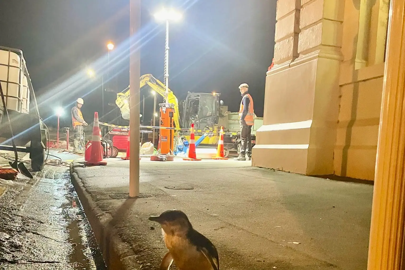A little penguin waddles past council contractors working overnight on Monday to replace a water valve at the corner of Thames and Itchen St in Oamaru. Photo: Waitaki District Council.