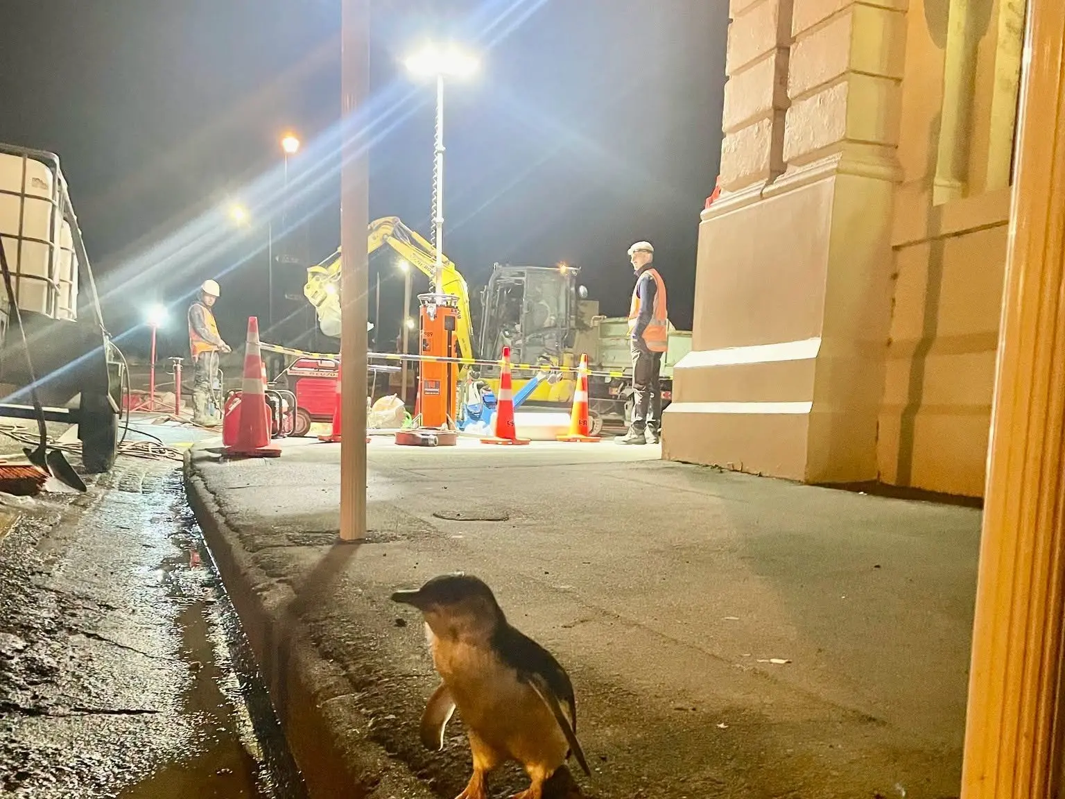 Little penguin spotted near Waitaki council water replacement works