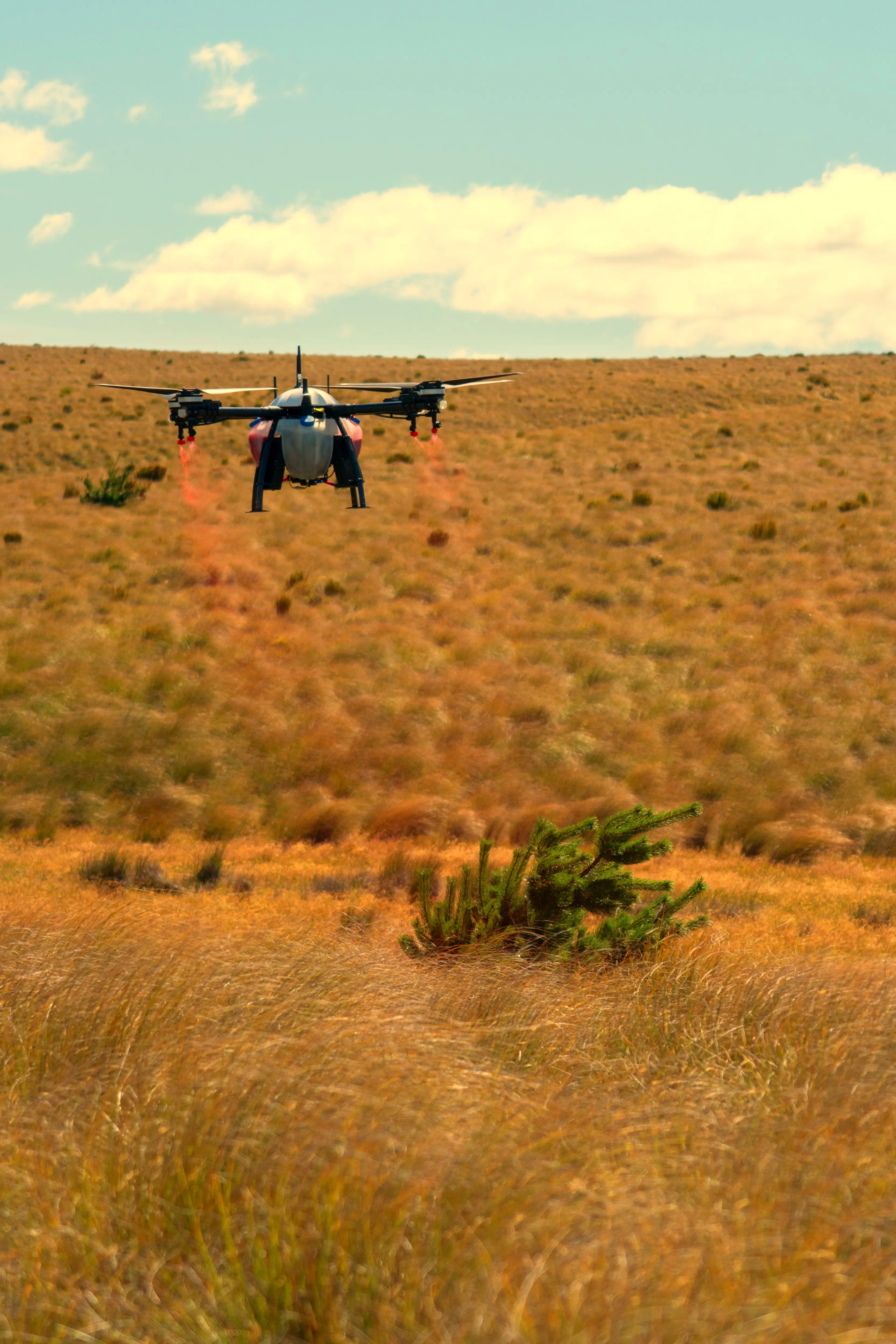 Trialling a drone to target wilding Pinus contorta near the Loganburn Dam. Photo: Pete Oswald, Central Otago Wilding Pines Group.