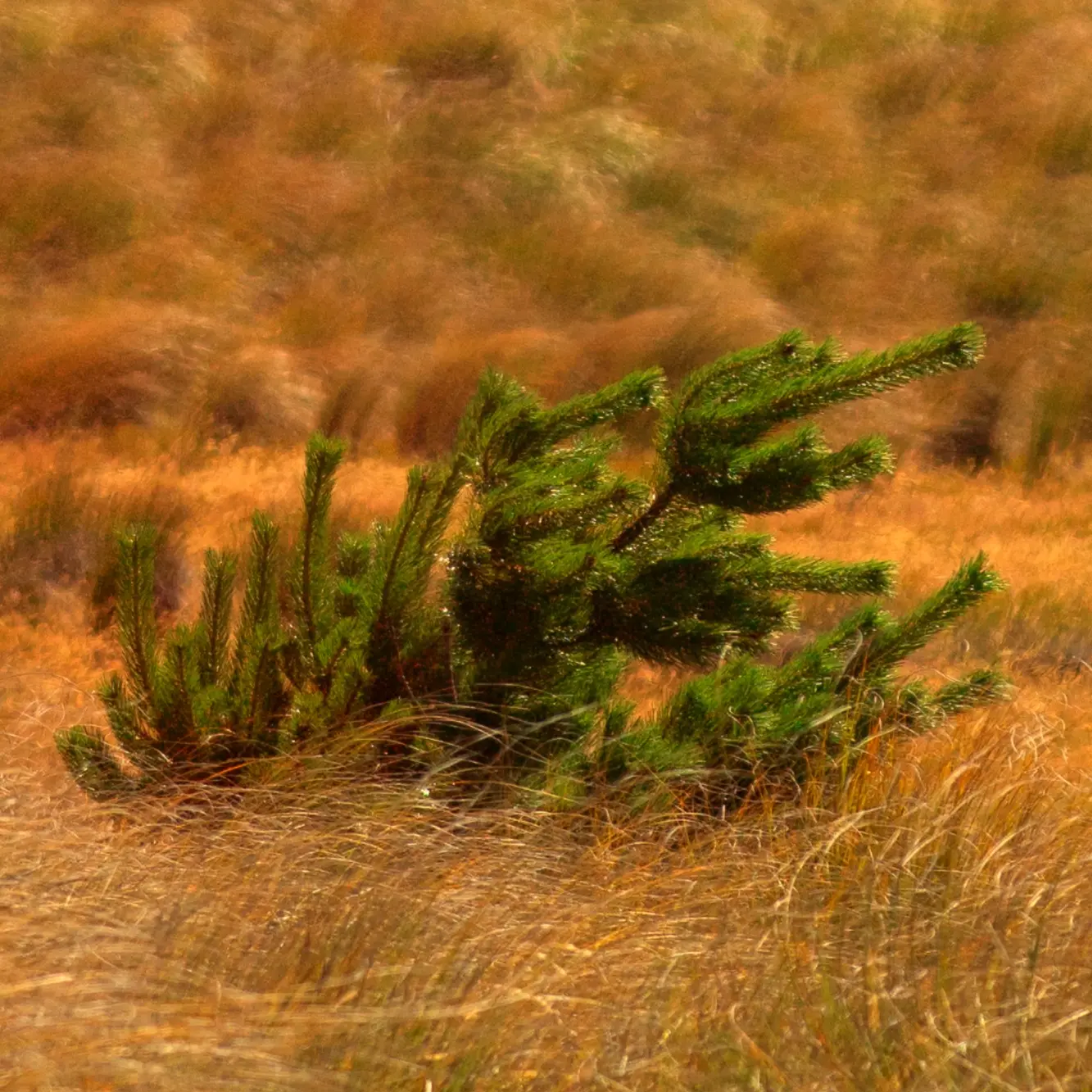 Wilding conifers – where to from here?